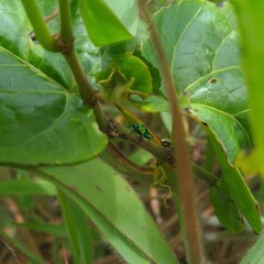 litmus bug on a green plant