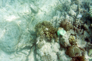 Sad view of bleaching corals