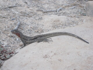 The flora and fauna of the Galapagos Islands