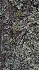 Grey moss on a dried log