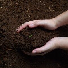 Female hands holding soil