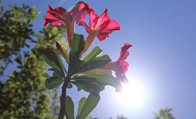 Rosa del desierto 