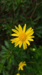 Small yellow flowers