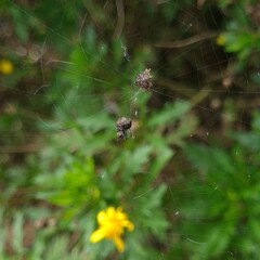 Dead bug on a spider web