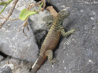 The flora and fauna of the Galapagos Islands