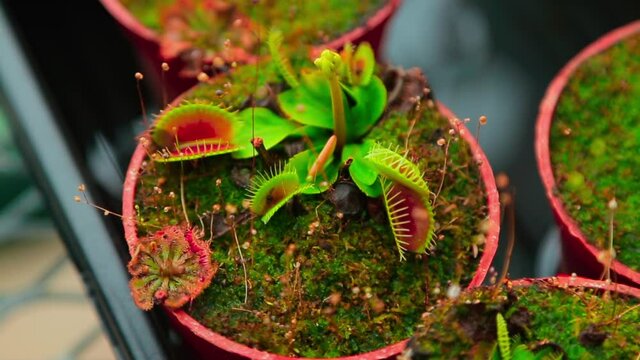 Venus flytrap (Dionaea Muscipula) excited with a finger and she attacks a person like an insect