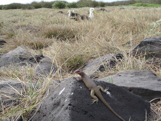 The flora and fauna of the Galapagos Islands