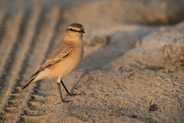 Closeup of a Isabelline Wheatear at Busaiteen coast of Bahrain