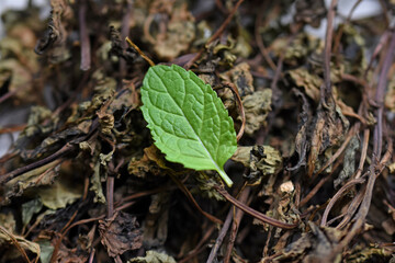 Fresh and dry mint leave on a white background,Mint, spearmint. Dry herbs for use in alternative medicine, phytotherapy, spa, herbal cosmetics. tinctures. Used in powder, ointments, butter, tea, bath
