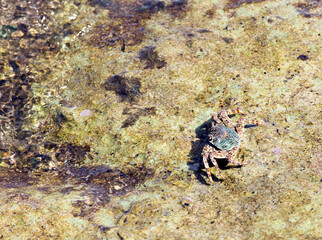 Crab seen in low tide during walk