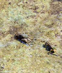 Crab seen in low tide during walk