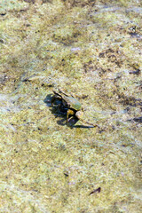 Crab seen in low tide during walk