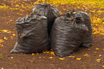 Fototapeta na wymiar Black plastic bags full of autumn leaves. Seasonal cleaning of city streets from fallen leaves