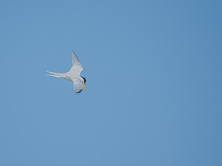 Tern in Flight while Hunting Below