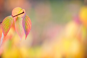 Siberian dogwood (Cornus alba) leaves in autumn colors