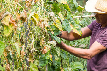 farmer working in his garden