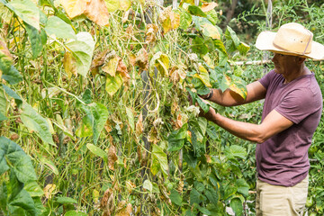 farmer working in his garden