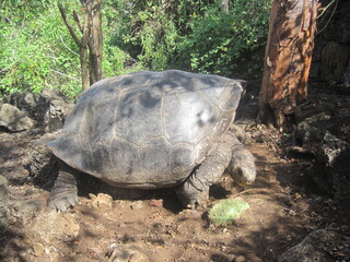 Obraz premium The nature and animals of the Galapagos Islands