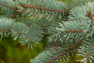 Photos natural background branch blue spruce growing in the park.