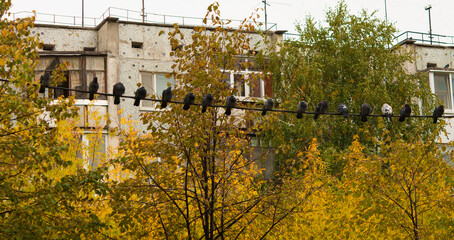 Pigeons sitting on the electric high-rise wire. Birds on the power line.