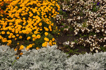 Flower bed with colorful mixed spring flowers background