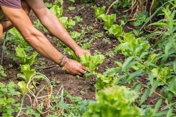 farmer collecting lettuce from his plantation