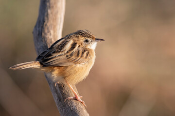 Small passerine bird,  zitting cisticola