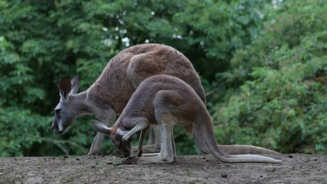 The Western Grey Kangaroo (Macropus Fuliginosus), also referred to as a Black-Faced, Mallee, and Sooty Kangaroo, is a Large Macropod with Grey-Brown Fur. Two Cute Kangaroos in Zoological Garden.