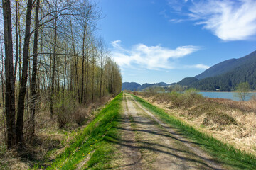 path in the forest