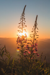 fireweed blossom in the mountains at sunrise