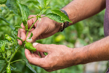 picking green peppers in the plantation