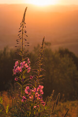 Obraz premium fireweed blossom in the mountains at sunrise