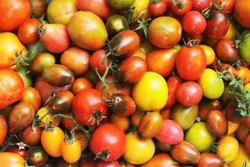 Background from a tomato. Tomatoes of different colors. Fresh vegetables. Harvested tomato