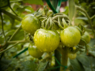 grüne Tomaten am Strauch im Morgentau