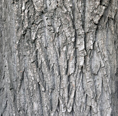 poplar bark