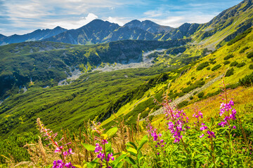 Mountain landscape with fireweed flowers in Rohace area of the Tatra National Park, Slovakia, Europe.