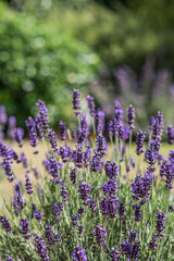 Lavender bush growing in a sunny garden.