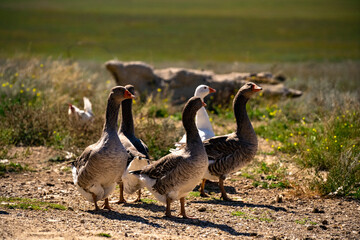 Geese are walking in the meadow.
Several gray geese stand on a rocky glade against the background of a green field.