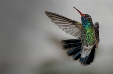 Obraz premium Colibrí