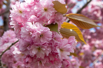 pink cherry blossom
