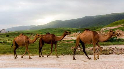 camels in the mountains