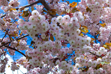 cherry tree blossom