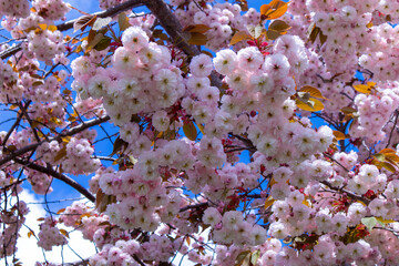 cherry tree blossom