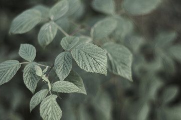 In the forest. Green leaf.