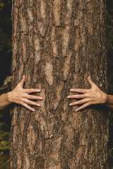 Human and nature concept. Woman hands hugging pine tree in dark foliage background with copy space