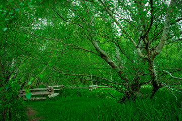 Tree in field in spring