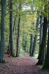 Waldweg im Herbst