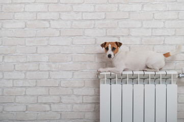 Dog jack russell terrier lies and warms himself on a heating radiator on brick wall background