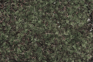 grass texture