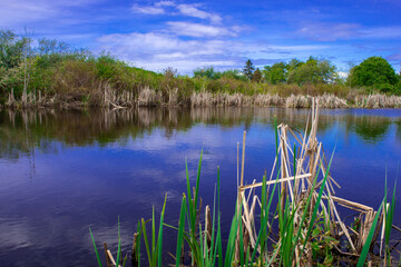 lake in the forest